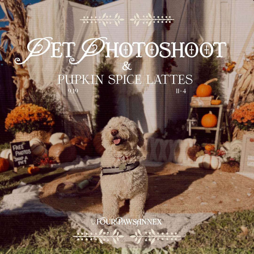 Fall Photoshoot + Pupkin Spice Lattes in Chester Township